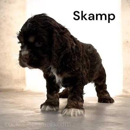 puppy, for, sale, Cocker Spaniel, Joe & Cherri  Overlease, dog, breeder, Miller, MO, dog-breeder, puppy-for-sale, forsale, nearby, find, puppyfind, locator, puppylocator, aca
